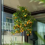 Отель Orchidea Червия