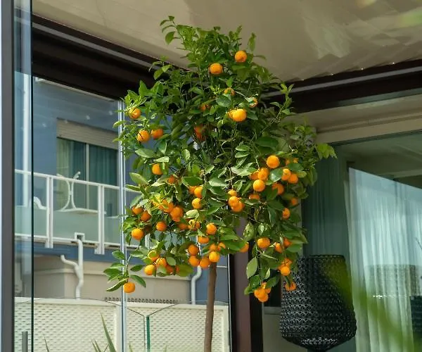 Hotel Orchidea Cervia